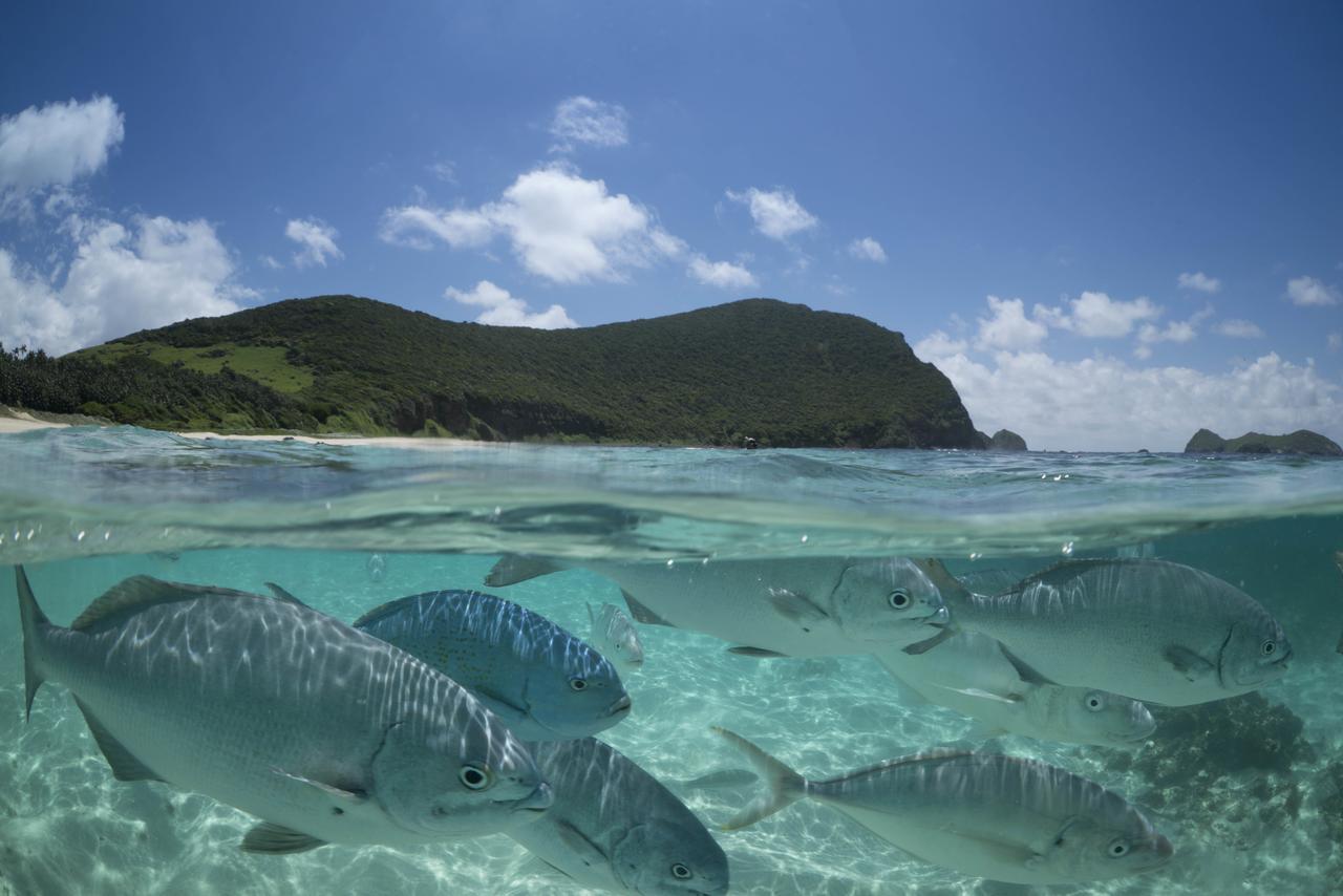 Arajilla Retreat Villa Lord Howe Island Exteriör bild